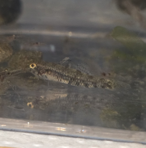 Redigobius observed 2026-10-12