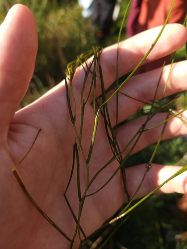 Fennel-leaf Pondweed