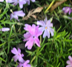 Phlox subulata