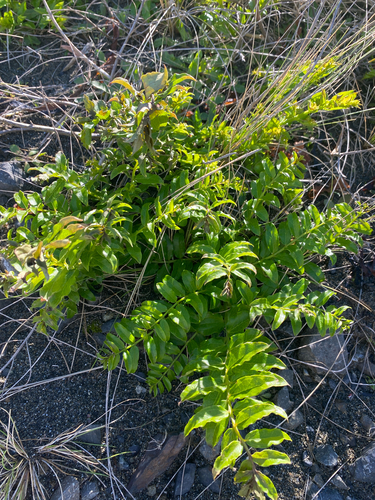 Coriaria sarmentosa observed 2026-10-19