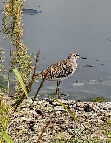 Wood Sandpiper