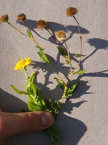 Common Fleabane