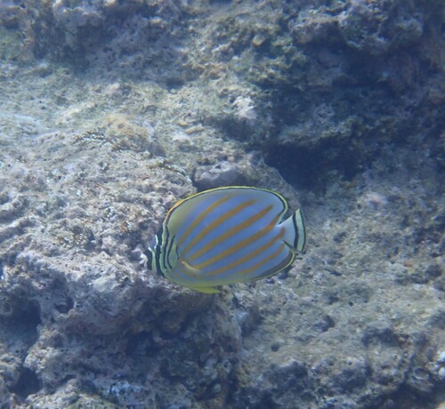 Chaetodon ornatissimus observed 2026-10-19