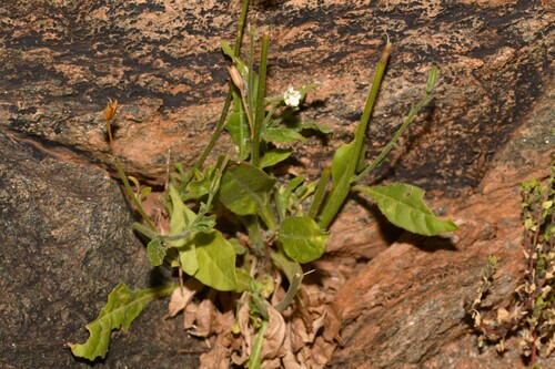 Nicotiana velutina, 2026-10-04