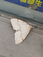 Lymantria xylina