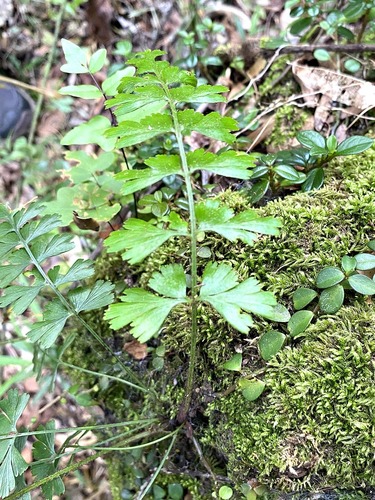 Asplenium aethiopicum observed 2026-10-14