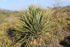 Dasylirion cedrosanum