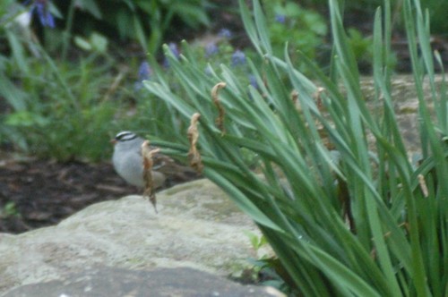 White-crowned Sparrow photographed in Indiana