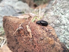 Adelium tenebrioides