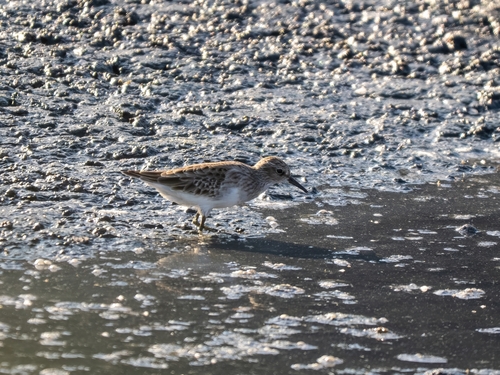 Calidris subminuta, 2026-10-18