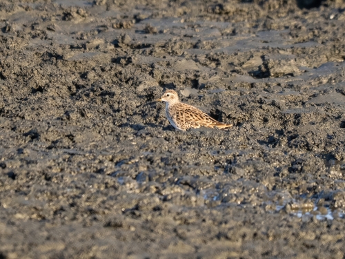 Calidris subminuta, 2026-10-18