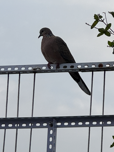 Spotted Dove