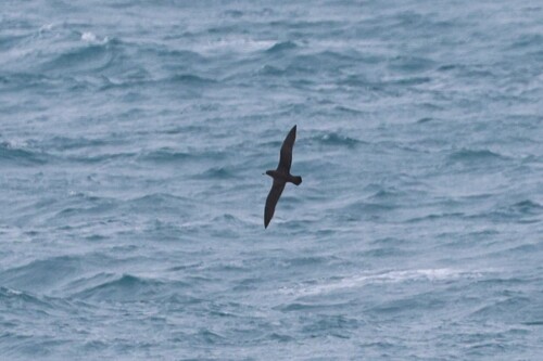 iNaturalist image