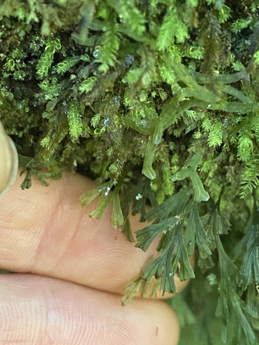 Polyphlebium endlicherianum observed 2026-10-18