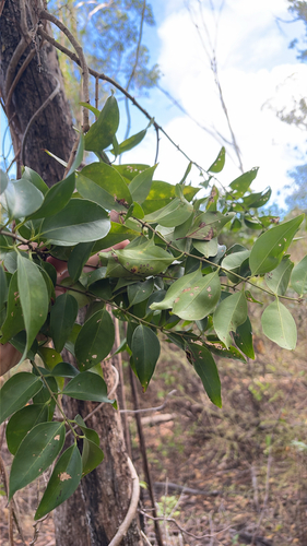 Jasminum simplicifolium observed 2026-10-19