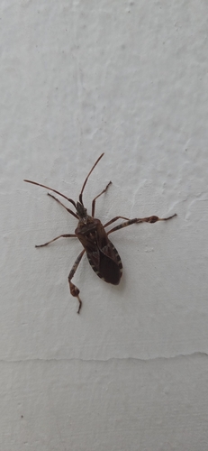 Western Conifer Seed Bug