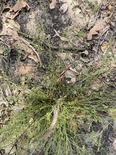 Sauropus observed 2026-10-19