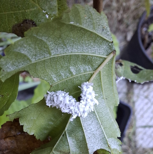 Alder Sawfly