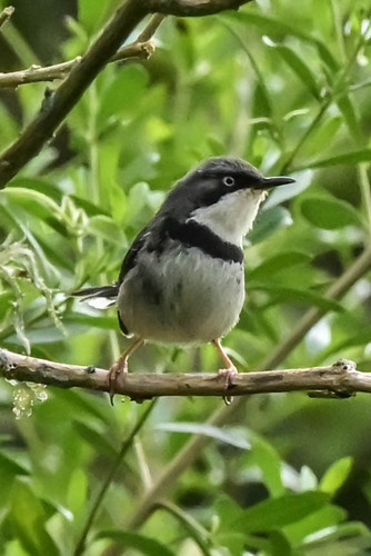 iNaturalist image