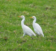 Bubulcus ibis coromandus