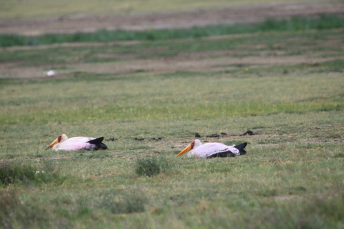 iNaturalist image