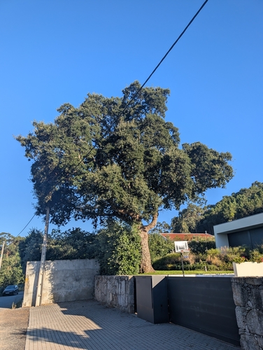 cork oak