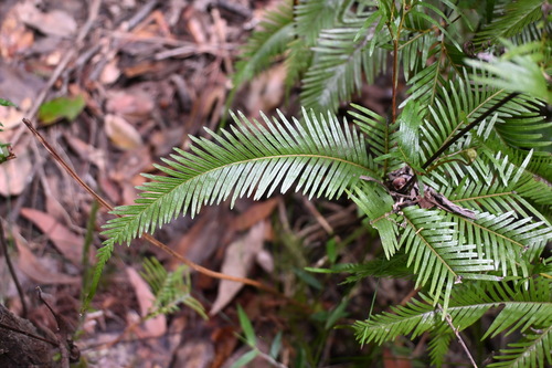 Sticherus flabellatus observed 2026-10-17