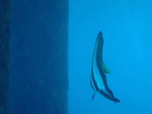 Platax teira observed 2026-10-19