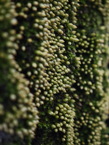 Venturiella sinensis observed 2026-10-19