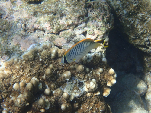 Chaetodon trifascialis observed 2026-10-19