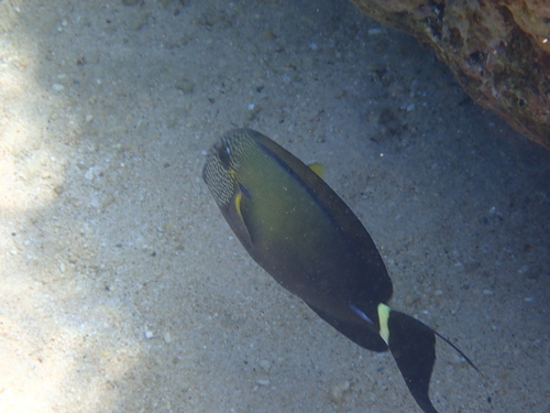 Acanthurus maculiceps observed 2026-10-19