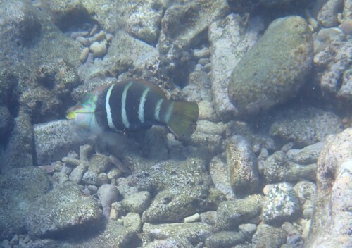 Hemigymnus fasciatus observed 2026-10-19