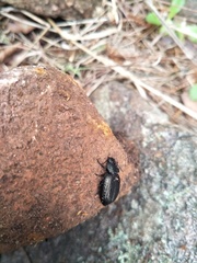 Adelium tenebrioides