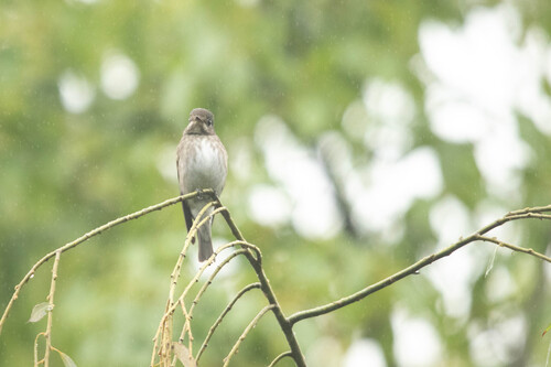 Dark-sided Flycatcher