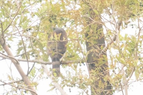 Crested Goshawk