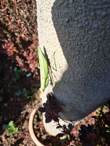 Transcaucasian Giant Mantis