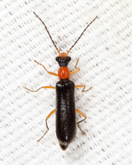 Dichelotarsus simplex