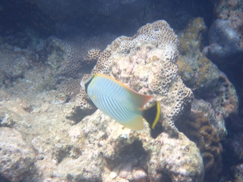 Chaetodon trifascialis observed 2026-10-19