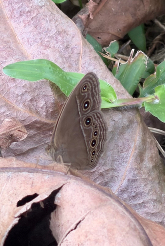 Mycalesis perseus