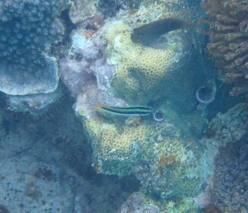 Thalassoma amblycephalum observed 2026-10-19