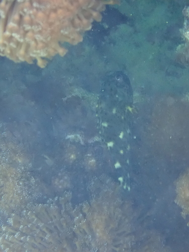 Cirrhitus pinnulatus observed 2026-10-19