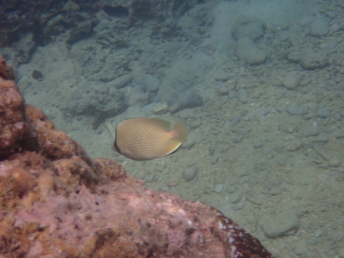 Chaetodon citrinellus observed 2026-10-19