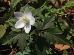 Anemonoides lancifolia
