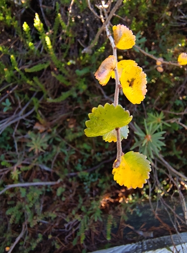 Betula nana observed 2026-10-18