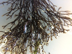 Ahnfeltia fastigiata