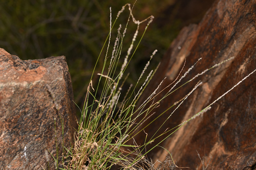 Digitaria brownii observed 2026-10-04