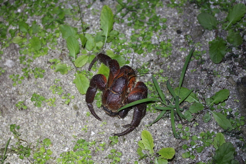 Coenobita spinosus observed 2026-09-16