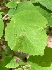 Phyllosticta hamamelidis