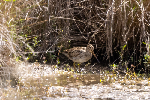 Gallinago hardwickii, 2026-10-19