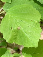 Phyllosticta hamamelidis